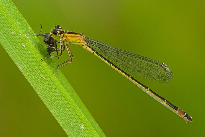 Grosse Pechlibelle Ischnura elegans